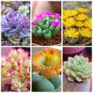 GG88 Lithops Bonsai Living Stones Flower Succulent Cactus 100 Seeds/Pack Mixed USA Warehouse