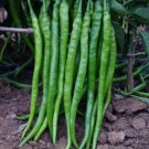 GG88 100Pcs Chili Pepper Seeds Spicy Pepper Seeds USA Warehouse