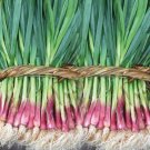 GG88 500Pcs Garlic Sprouts Seeds Red Scallion Seeds Sprouted Garlic Seeds USA Warehouse