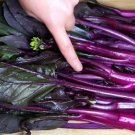 GG88 5G/1200Pcs Purple Chinese Kale Seeds Choy Sum HonTsai Brassica Seeds USA Warehouse