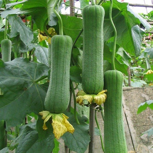 GG88 5G/30Pcs Sponge Gourd Seeds Luffa Seeds Luffah Seeds Chinese Okra Seeds USA Warehouse