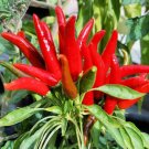 GG88 5G/500Pcs Chili Pepper Seeds Facing Heaven Pepper Bird'S Eye Chili Seeds USA Warehouse