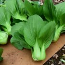 GG88 5Gram/1200Pcs Bok Choy  Seeds Baby Pak Choi Seeds Chinese Cabbage Seeds USA Warehouse