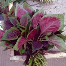 GG88 Red Amaranth Chinese Spinach 5Gram / 3000Pcs USA Warehouse