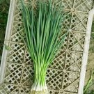 GG88 5Gram / 1300Pcs White Lisbon Bunching Green Onion Seeds For Four Seasons USA Warehouse