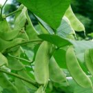 GG88 5G/10Pcs Hyacinth Bean Seeds Lablab Beans SeedsIndian Broad Beans USA Warehouse