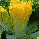 GG88 800Pcs Yellow Napa Cabbage Seeds USA Warehouse