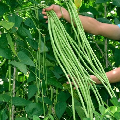 GG88 10G/60Pcs Yardlong Bean Seeds Asian Long Bean String Bean Seeds USA Warehouse