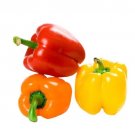 GG88 100Pcs Rainbow Bell Pepper Seeds Sweet Pepper Seeds USA Warehouse