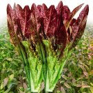 GG88 5Gram Chinese Leaf Lettuce Seeds Sword Point Lettuce Seeds USA Warehouse
