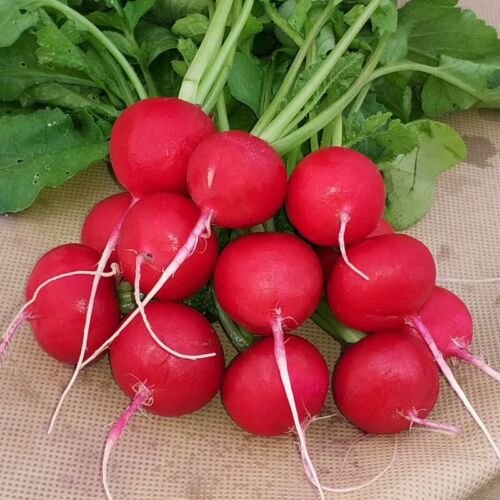 GG88 5G/500Pcs Cherry Radish Seeds USA Warehouse