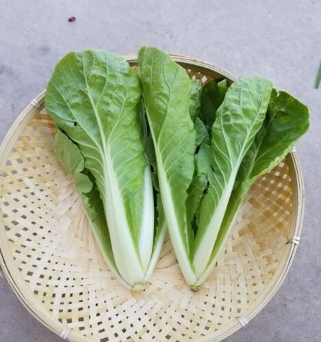GG88 20Gram/4000Pcs Chinese Cabbage Seeds Bok Choy Seeds Pak Choi Seeds USA Warehouse