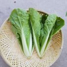 GG88 20Gram/4000Pcs Chinese Cabbage Seeds Bok Choy Seeds Pak Choi Seeds USA Warehouse