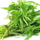 GG88 50Gram/1000Pcs Water Spinach Seeds Ong Choi Seeds Kangkong Seeds USA Warehouse