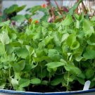 GG88 15G Tasty Pea Shoots Seeds Pea Tips Seeds USA Warehouse