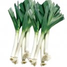 GG88 500Pcs WideLeaf Leek Seeds For Four Season Planting USA Warehouse