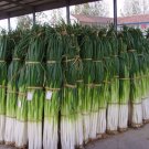 GG88 1600Pcs China Giant Green Onion Seeds Zhangqiu King Green Onion Seeds USA Warehouse