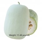 GG88 50Pcs Wax Gourd Seeds White Ash Gourd Seeds Winter Melon Seeds USA Warehouse