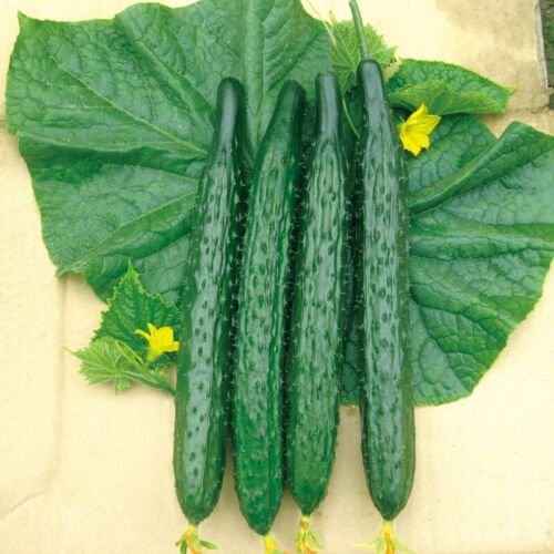 GG88 2Gram/50Pcs Spiky Cucumber Seeds Long Burpless Hybrid Cucumber Seeds USA Warehouse