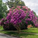 GG88 Purple Crepe/Crape Myrtle 25 Seeds Fresh This SeasonRare&Exotic *Ornamental* USA Warehouse