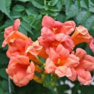 GG88 Trumpet Vine Orange10Premium SeedsFresh This SeasonRare & Exotic*Ornamental* USA Warehouse
