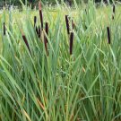 GG88 Cattail 2000 Seeds Fresh This Season'S Harvest Rare & Exotic USA Warehouse