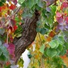 GG88 Cinese Tallow/Popcorn Tree 20 Seeds Fresh This Season Ornamental & Ecotic USA Warehouse