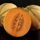 GG88 Cantaloupe Tuscan 25 Seeds Fresh This Season Rare & Exotic *Very Delicious* USA Warehouse