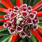 GG88 Wild Pineapple 5 Seeds Fresh This Season Rare & Exoctic *Ornamental* USA Warehouse