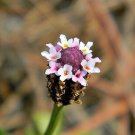 GG88 Matchweed A.K.A. Frog-Fruit 30 SeedsFresh This Season'S HarvestRare & Exotic USA Warehouse