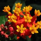 GG88 Tropical Milkweed 10 Seeds Fresh This Season'S Harvest Rare & Exotic USA Warehouse