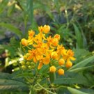 GG88 Silky Gold Milkweed 10 Seeds Fresh This Season' Harvest Rare & Exotic USA Warehouse