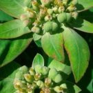 GG88 Wild Florida Poinsettia 100 Seeds Fresh This Season Very Rare & Exotic USA Warehouse