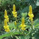 GG88 Candle Bush 100 Seeds Fresh This Season Rare & Exotic *Ornamental* USA Warehouse