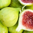 GG88 White Fig 30 Seeds Fresh This Season Dellicious, Healthy & Ornamental USA Warehouse