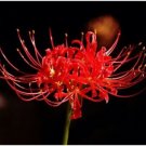 GG88 Red Spider Lily 3 Bulbs Fresh Beautiful*Rare & Exotic USA Warehouse