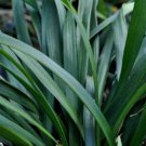 GG88 Liriope Border Grass 100 Seeds Fresh This Season'S Harvest *Ornamental* USA Warehouse