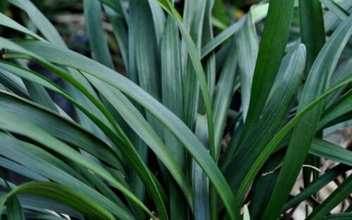 GG88 Liriope Border Grass 10 Seeds Fresh This Season'S Harvest *Ornamental* USA Warehouse