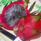 GG88 Dragon Fruit 300 Seeds Fresh This Season *Delicious* Rare & Exotic USA Warehouse