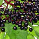 GG88 Elderberry Sambucus Nigra1000SeedsFresh This SeasonHealthy,Very Rare &Exotic USA Warehouse