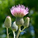 GG88 Nuttall'S Thistle 10 Seeds Fresh This Season Very Rare & Exotic USA Warehouse