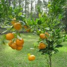 GG88 Tangerine 5 Seeds Fresh This Season'S Harvest From My Garden Rare & Exotic USA Warehouse