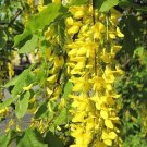 GG88 Rain Tree 10 Seeds Fresh This Season *Ornamental* Beautiful* Rare & Exotic USA Warehouse
