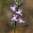 GG88 Oldfield Toadflax 50 Seeds Fresh This Season'S Harvest Very Rare & Exotic USA Warehouse