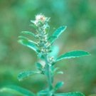GG88 Wandering Cudweed 50 Seeds Fresh This Season'S Harvest Very Rare & Exotic USA Warehouse