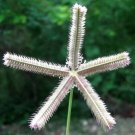 GG88 Crowfoot Grass 50 Seeds Fresh This Season'S Harvest Rare & Exotic USA Warehouse