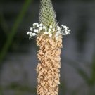 GG88 Buckhorn Plantain 20 Seeds Fresh This Season'S Harvest Very Rare & Exotic USA Warehouse