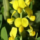 GG88 Yellow Rattlebox 20 Seeds Fresh This Season'S Harvest Very Rare & Exotic USA Warehouse