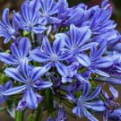 GG88 Lily Of The Nile Blue Agapanthus 10 Seeds Fresh This Season Rare & Exotic USA Warehouse