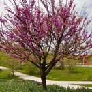 GG88 Judas Tree 10 Seeds Fresh This Season From My Garden Very Rare&Exotic USA Warehouse